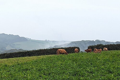 Cattle on a herbal ley pasture at St Ewe